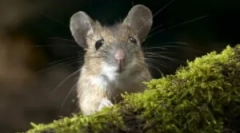 Ceea ce un încălzitor nu este mouse-ul gnawing?